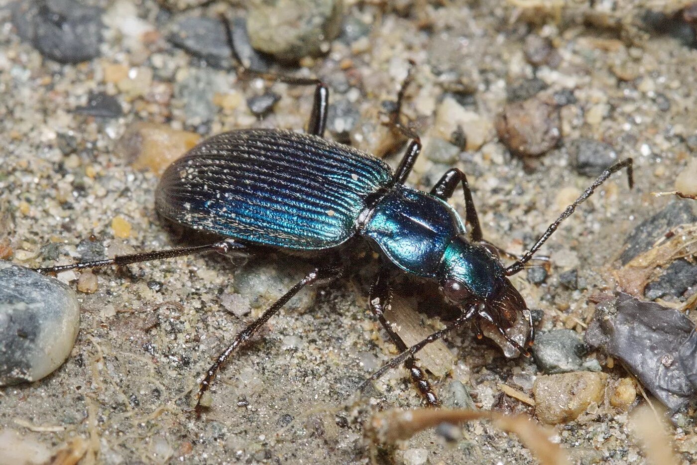 Жук жужелица садовая. Жужелица Авинова (Carabus avinovi). Жук жужелица Кавказская. Жужелица Изумрудная.