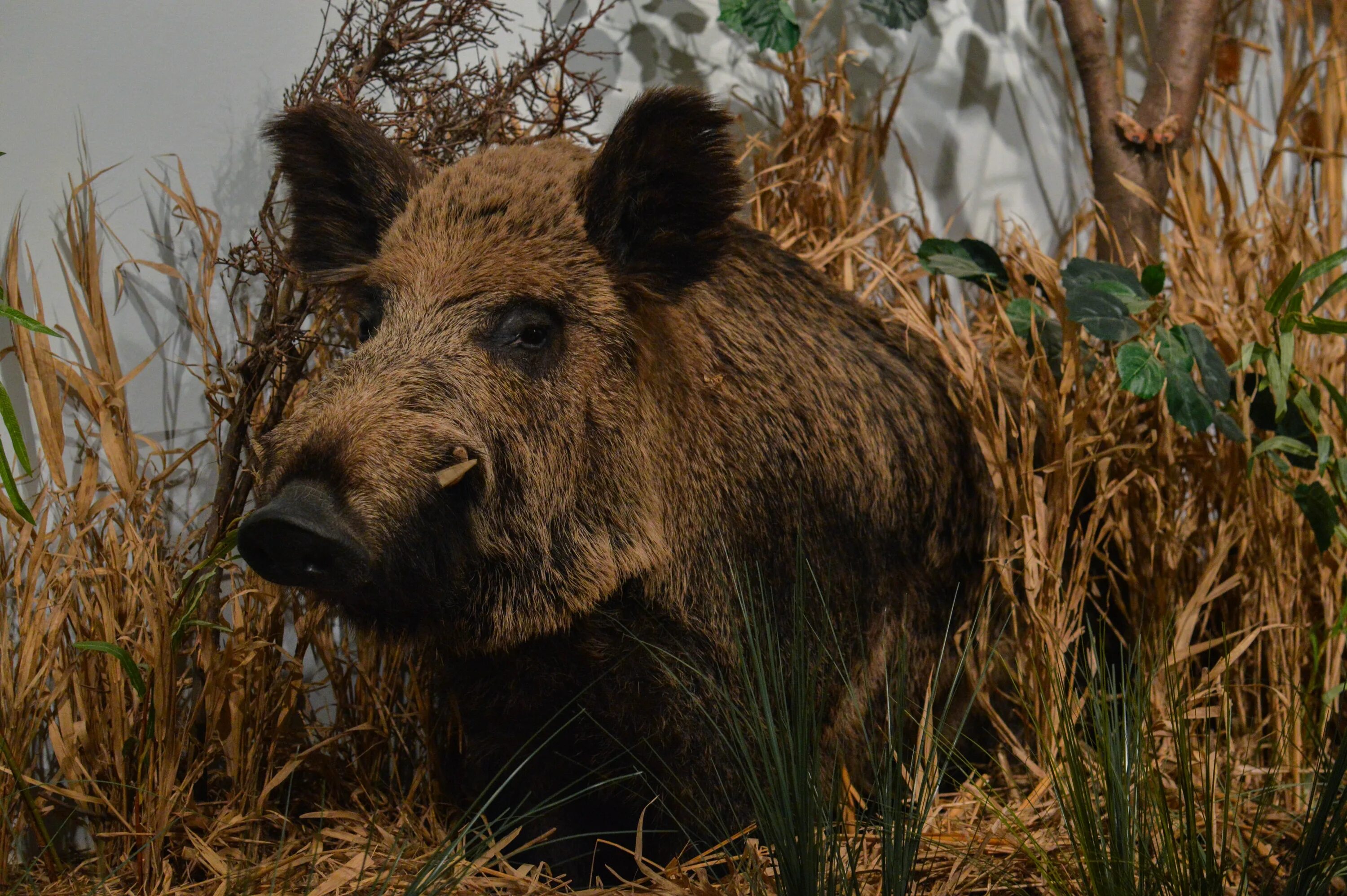 Кабан Вепрь секач. Дикий кабан секач Вепрь. Кабан Вепрь секач 600 кг. Сибирский Вепрь. Про дикого вепря