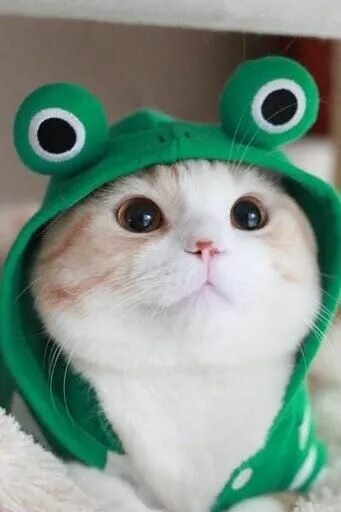 Adorable ❤ * * * * * #cat #chat #gato #adorable #catlover #catpassion #kitten #c