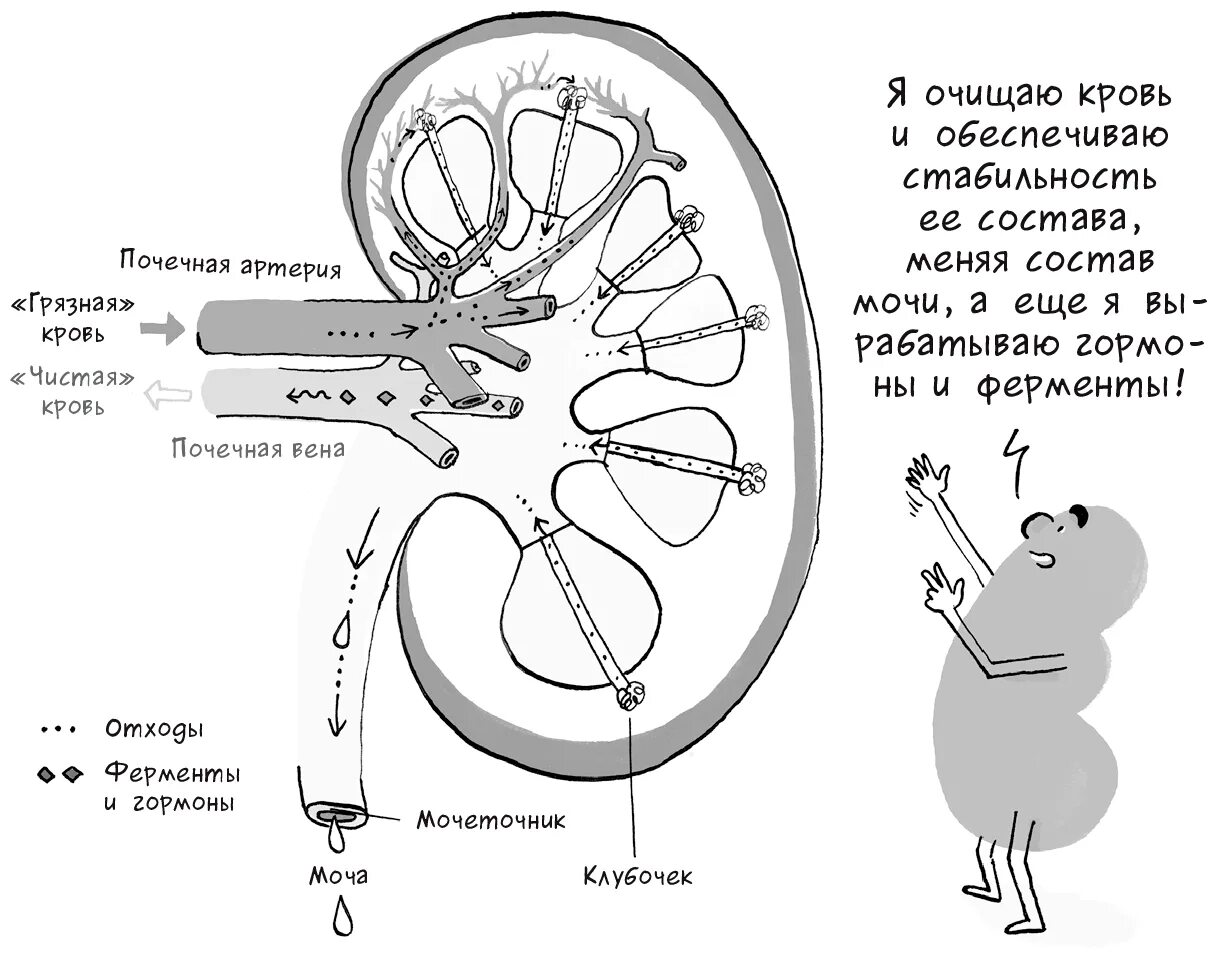 На рисунке 2 изображено строение почки. Строение почки рис 116. Строение почки человека биология. Схематическое строение почек человека. Строение почки человека ЕГЭ рисунок.