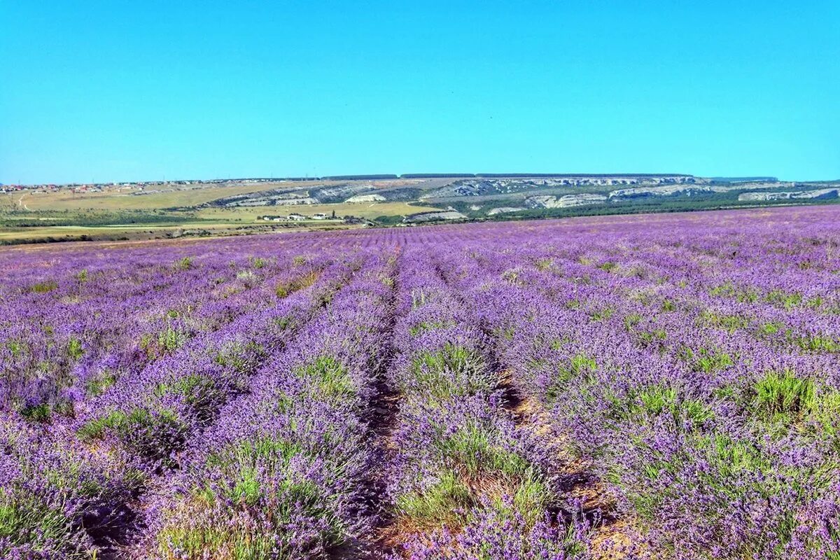 Лавандовое поле село тургеневка. Село тургеневка крым лавандовые поля. Тургеневка лавандовые поля. Тургеневка лавандовые поля. Тургеневка крым лавандовые поля.