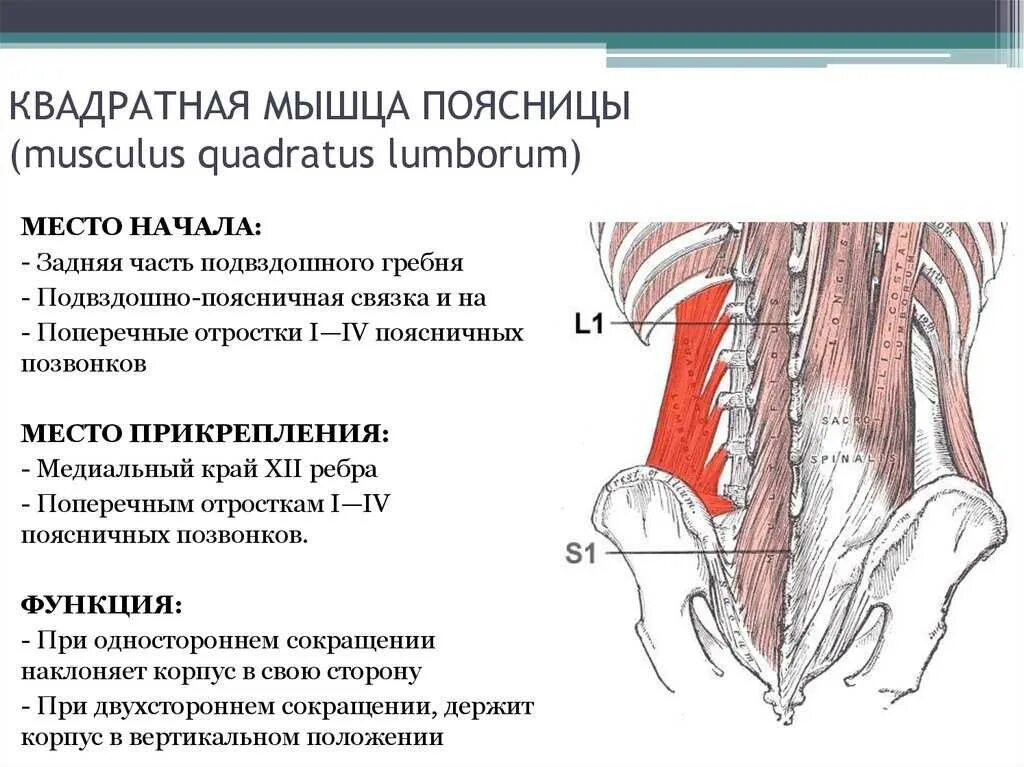 Функция мышцы поясницы