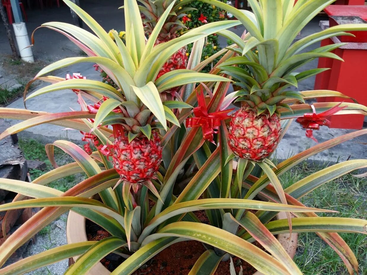 Ананас как ухаживать в домашних условиях. (Ananas bracteatus striatus. Ананас комнатный. Ананас декоративный. Ананас цветок комнатный.