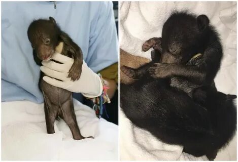 На сколько больше собачек чем медвежат выступали