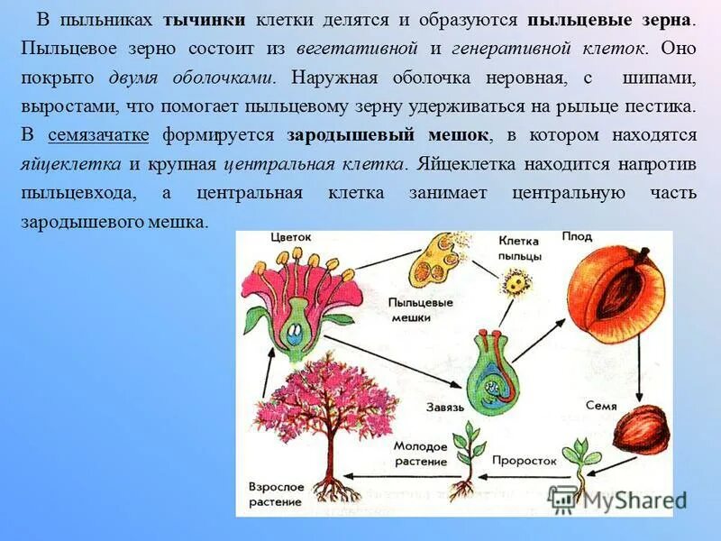 Вегетативная клетка пыльцевого зерна. Вегетативная и генеративная клетки пыльцы. Генеративным органом цветкового растения является. Клетка цветковых растений. Вегетативное и генеративное ядро