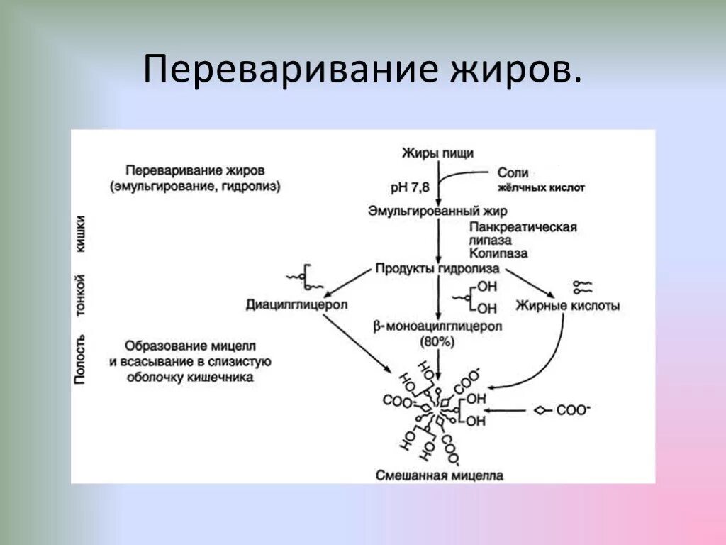 Фермент переваривающий белки. Реакции происходящие при переваривании жиров биохимия. Схема переваривания жиров биохимия. Механизм расщепления и всасывания жиров. Схема переваривания пищевых жиров в ЖКТ.