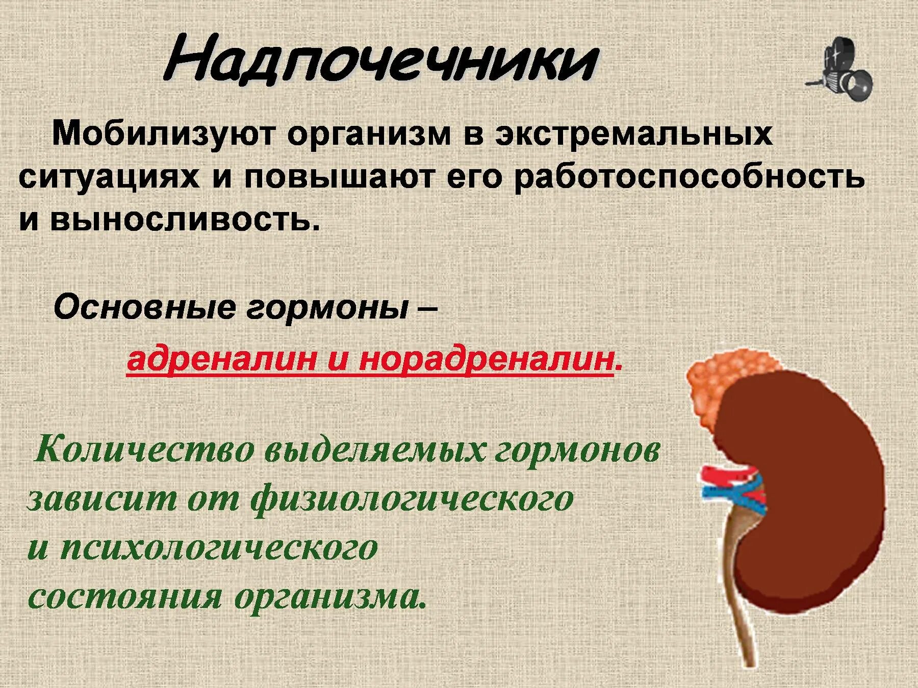 Что выделяют надпочечники. Гормоны надпочечников адреналин и норадреналин. Гормоны надпочечной железы и их функции. Надпочечники адреналин функции. Функции желез надпочечников.