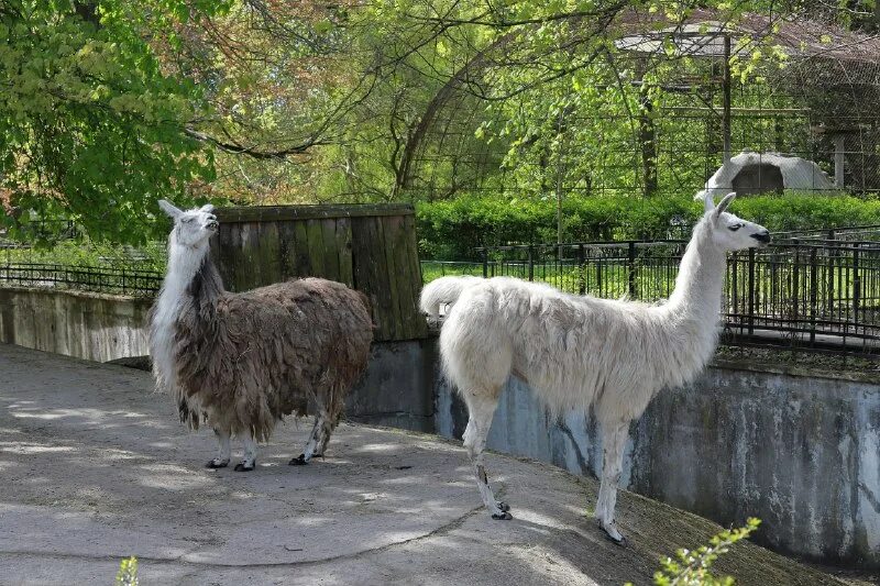 зоопарк фергана. московский зоопарк moscow zoo. московский зоопарк москва. липецкий зоопарк липецк. новосибирский зоопарк аквариум.