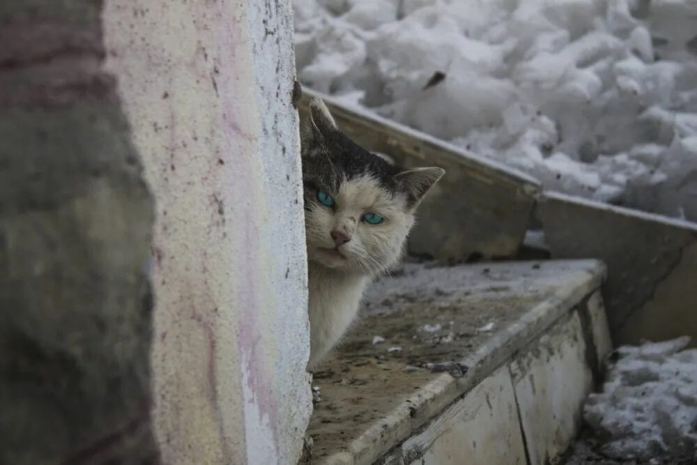 Девушка подобрала котёнка и изменила его жизнь. Теперь его не узнать