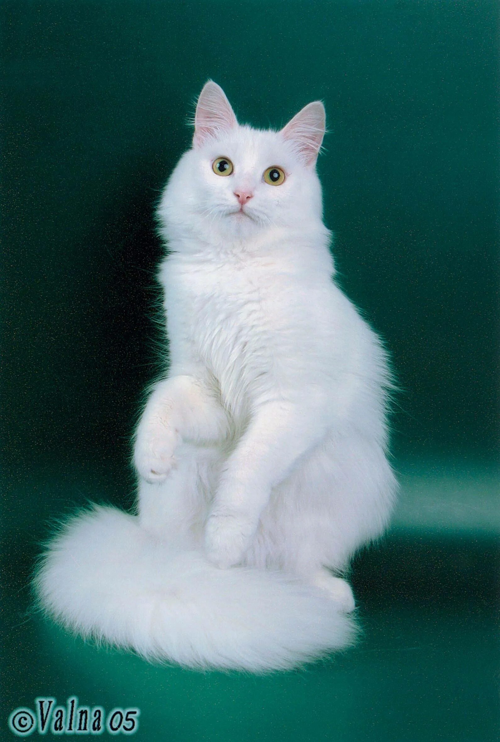 Турецкая ангора кошка. Турецкая ангорская кошка. Сибирская ангорская кошка. Турецкий ангорский кот белый.
