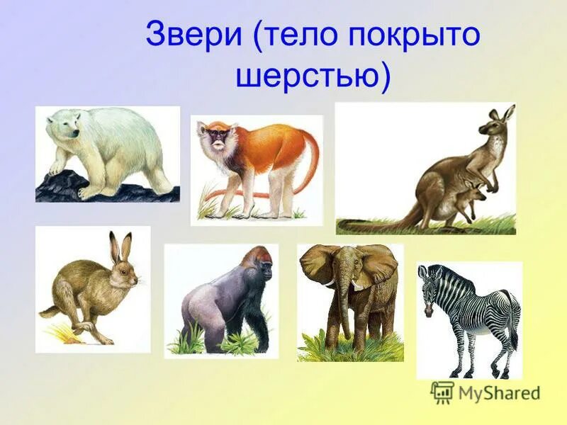 Разнообразие животных схема. Тема для слайда животные. Мир животных урок 3 класс. Классы животных. Разнообразие зверей.