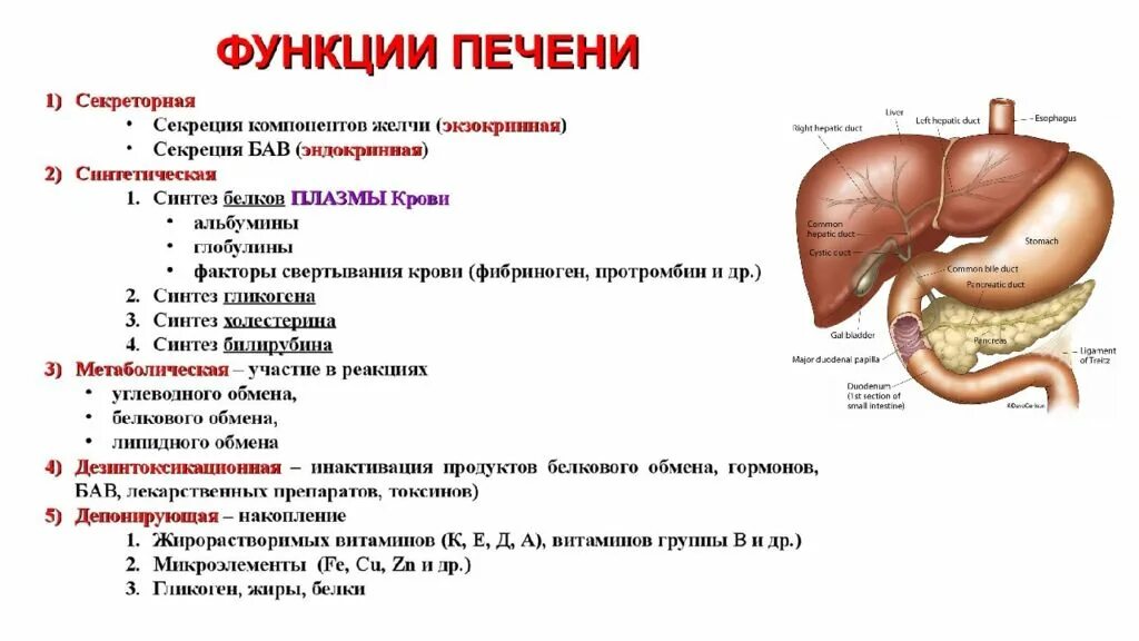 Для желчного пузыря характерно