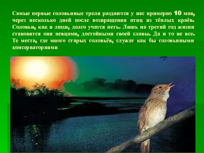 Соловей описание. Курский край соловьиные трели. Шум трели соловья. Романс соловей текст. Стих про соловья короткие.