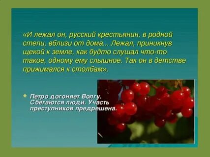Калина красная кратко
