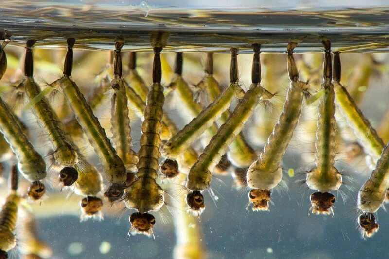 Hydroptilidae личинки. Личинки развивающиеся в воде. Личинки комаров в воде. Комариные личинки в воде. Личинка грибного комарика.