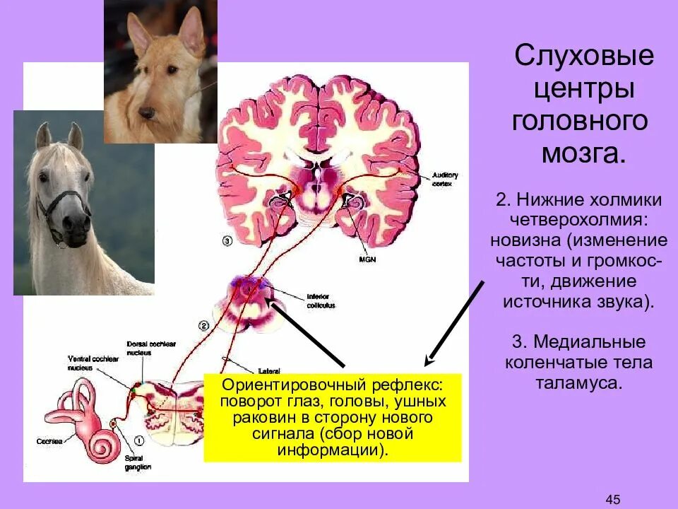 Слуховые центры головного мозга. Слуховой Ориентировочный рефлекс. Слуховой центр мозга. Слуховые рефлексы отдел мозга.