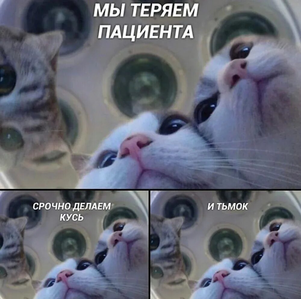 Комарик кусь кусь песенка. Открытка кусь это по любви. Котик кусь мем. Песни про насекомых. Хочу кусь.