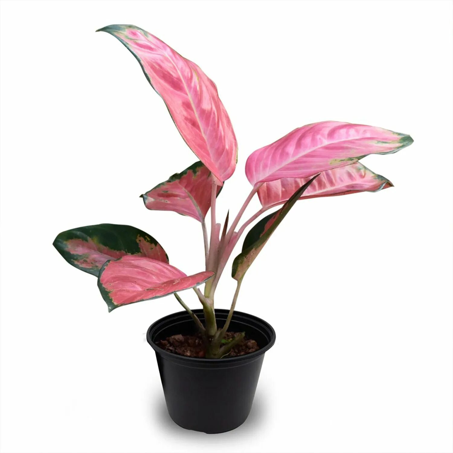 Аглаонема фламинго. Аглаонема pink. аглаонема pink star. аглаонема pink anyamanee. аглаонема пинк aglaonema pink.