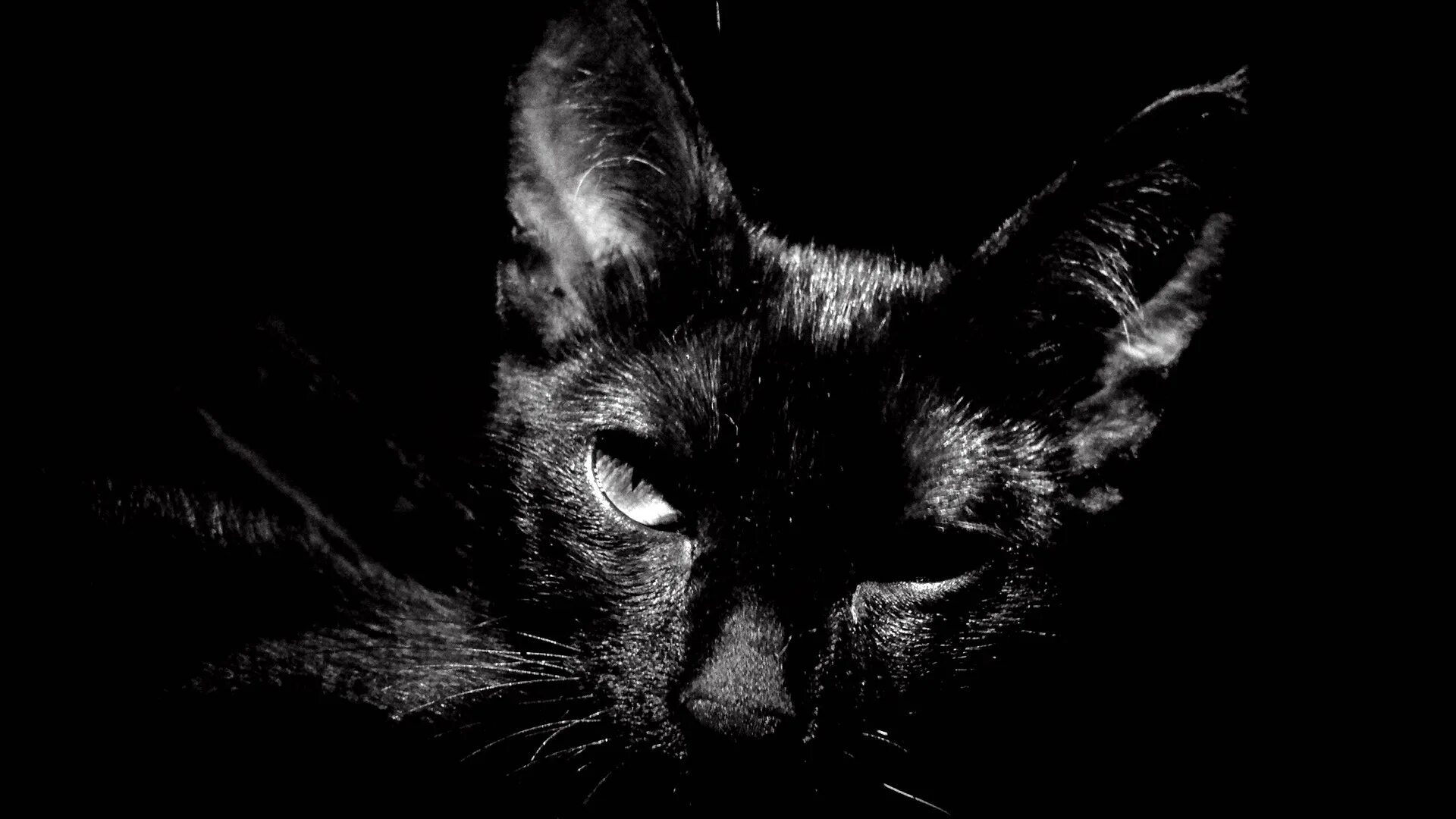 Картинка кот на черном фоне. Черное на черном фоне. кошка на темном фоне. кот на черном фоне.