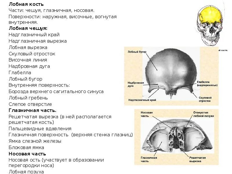 Строение лобной кости. Лобная кость анатомия глазничная часть. Надглазничное отверстие лобной кости. Части лобной кости анатомия.