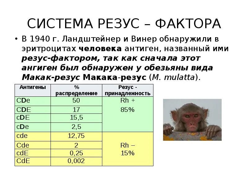 Группы крови у обезьян. Резус фактор у обезьян. Резус фактор макаки. Кровь резус группа макака. Резус фактор обезьян