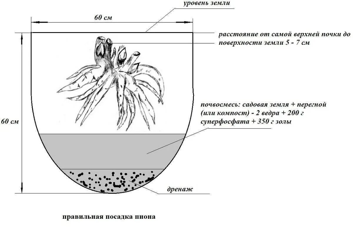 Схема посадки Ито пионов. Схема посадки пиона травянистого. Схема корневой системы пиона. Схема посадки пиона в грунт.