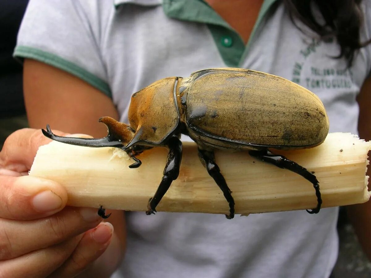 Большие жуки насекомые. Жук носорог Геркулес. Жук-Геркулес из Коста-Рики. Самый большой Жук в мире Геркулес. Жук дровосек Титан.