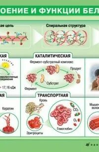 Функции белка химия