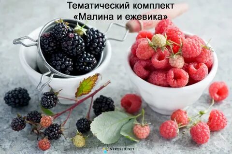 Сложные ягоды