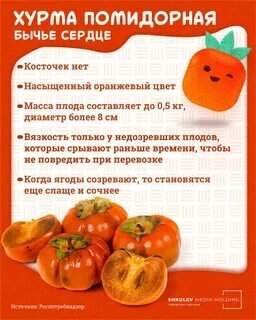 Не вяжущие сорта хурмы