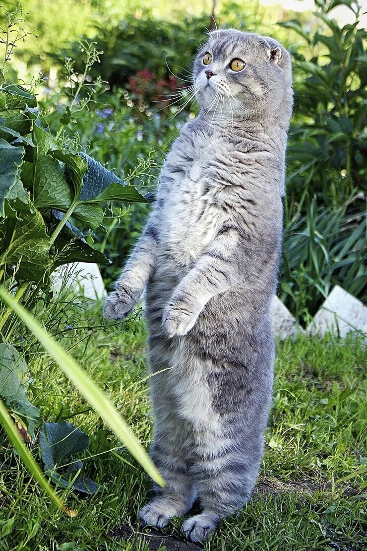 Шотландская вислоухая кошка стоит. Шотландская вислоухая на задних лапах. Шотландская вислоухая на задних лапах. Вислоухий на задних лапах. Шотландская вислоухая кошка.