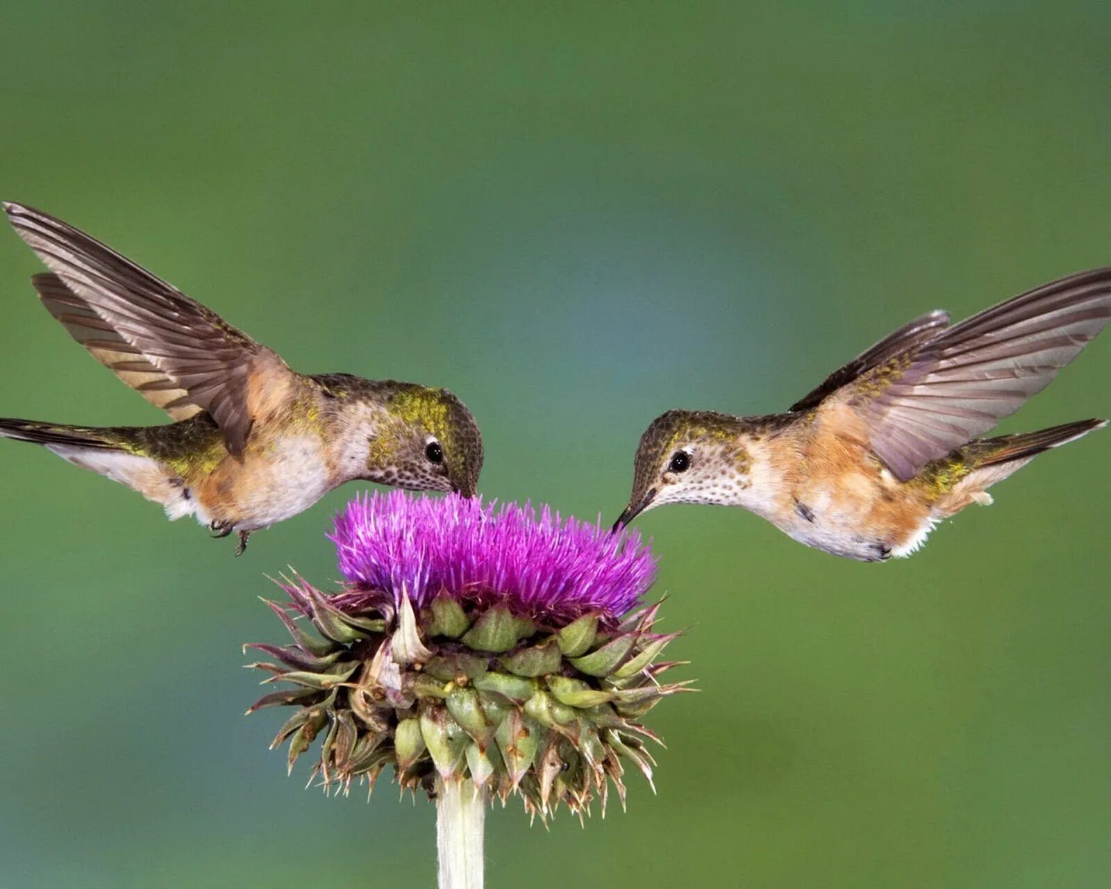 Чем питаются маленькие птицы. Колибри опыляют растения. Опыление Колибри. Винногорлая Колибри. Колибри опыляет цветы.