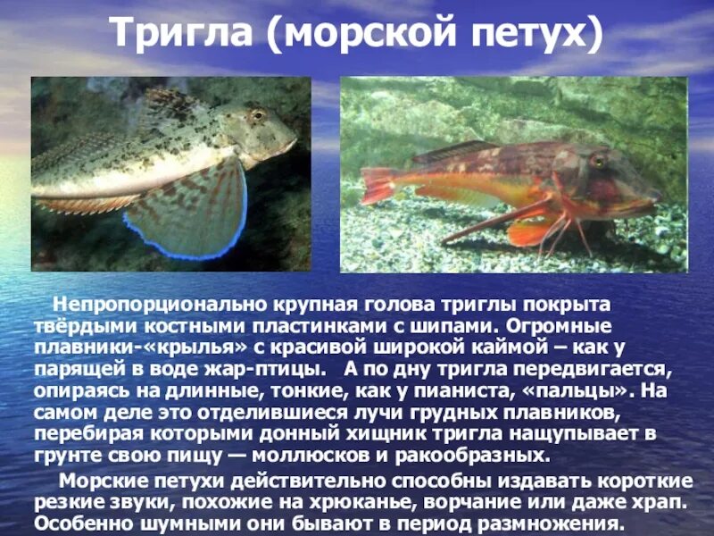 Рыба с шестью (!) ногами и двумя крыльями Живое Море Дзен