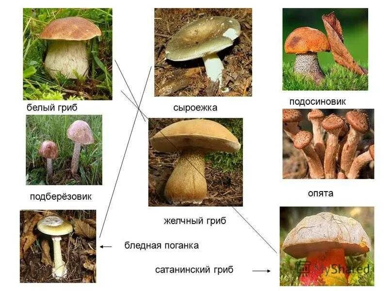 Как выглядит белый гриб и подосиновик Съедобные грибы: названия, фото, как отличить от несъедобных РБК Life