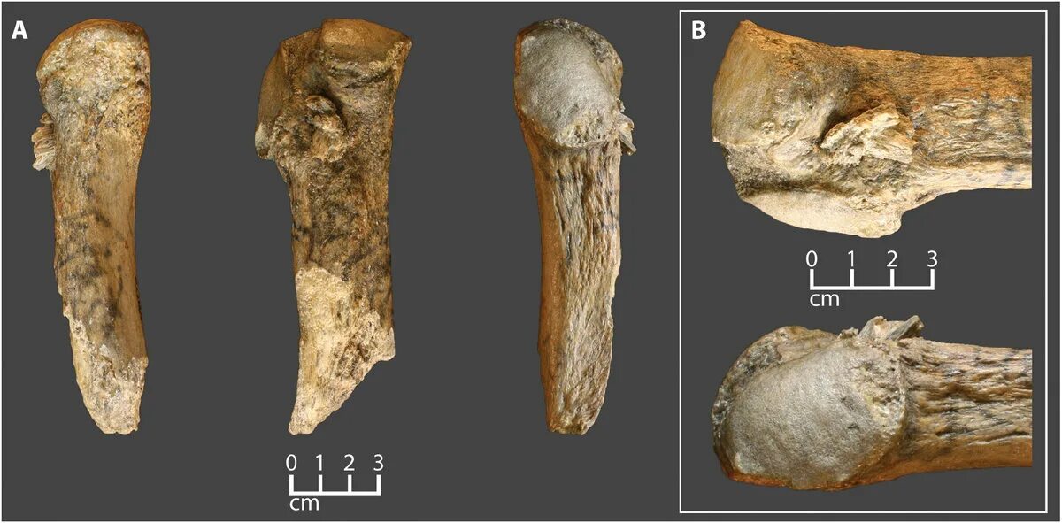 Ребро мамонта. Останки мамонта в 2013 году. Old bone