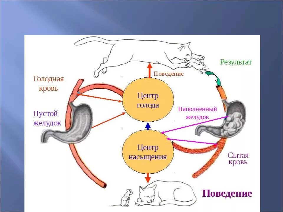 Где находится голод. Центр голода и насыщения схема. Функциональная система голода и насыщения. Голод и насыщение физиология. Центр сытости и голода.