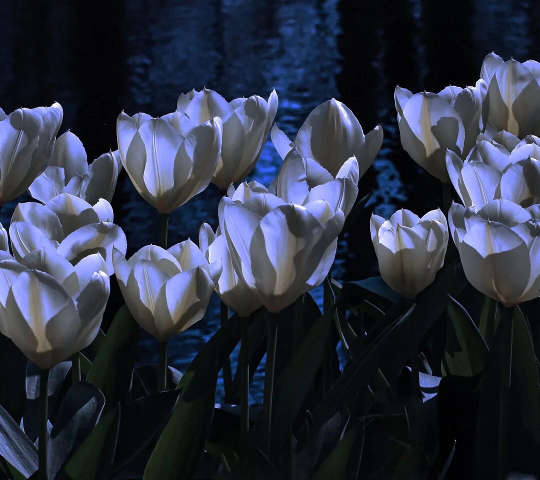 Белые цветы на черном фоне. Большие белые цветы открывающиеся ночью. Эпифиллум царица ночи. Белые искусственные цветы. Почему растения цветут.