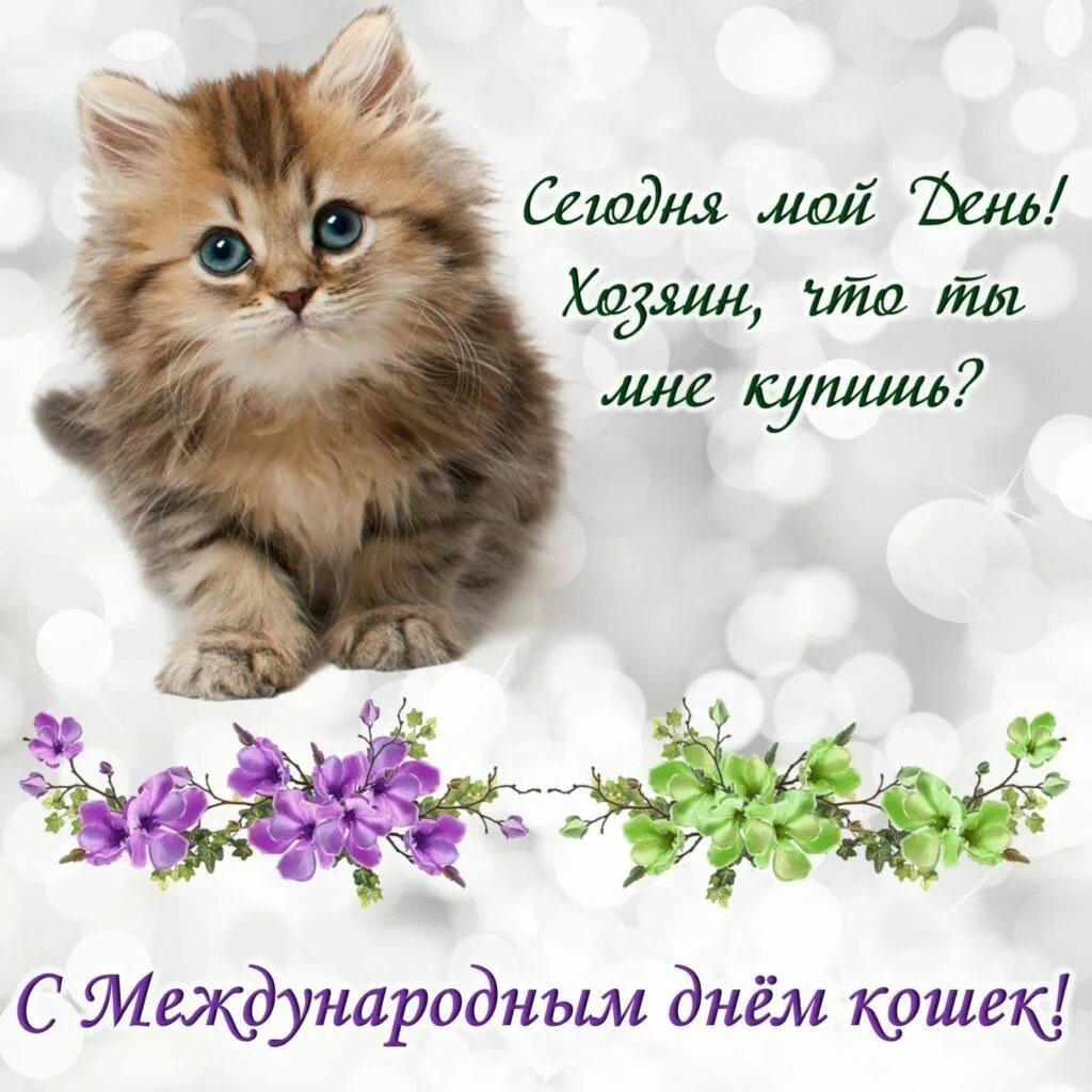 День кошек. Поздравление с днем кошек. День кошек поздравления открытки.