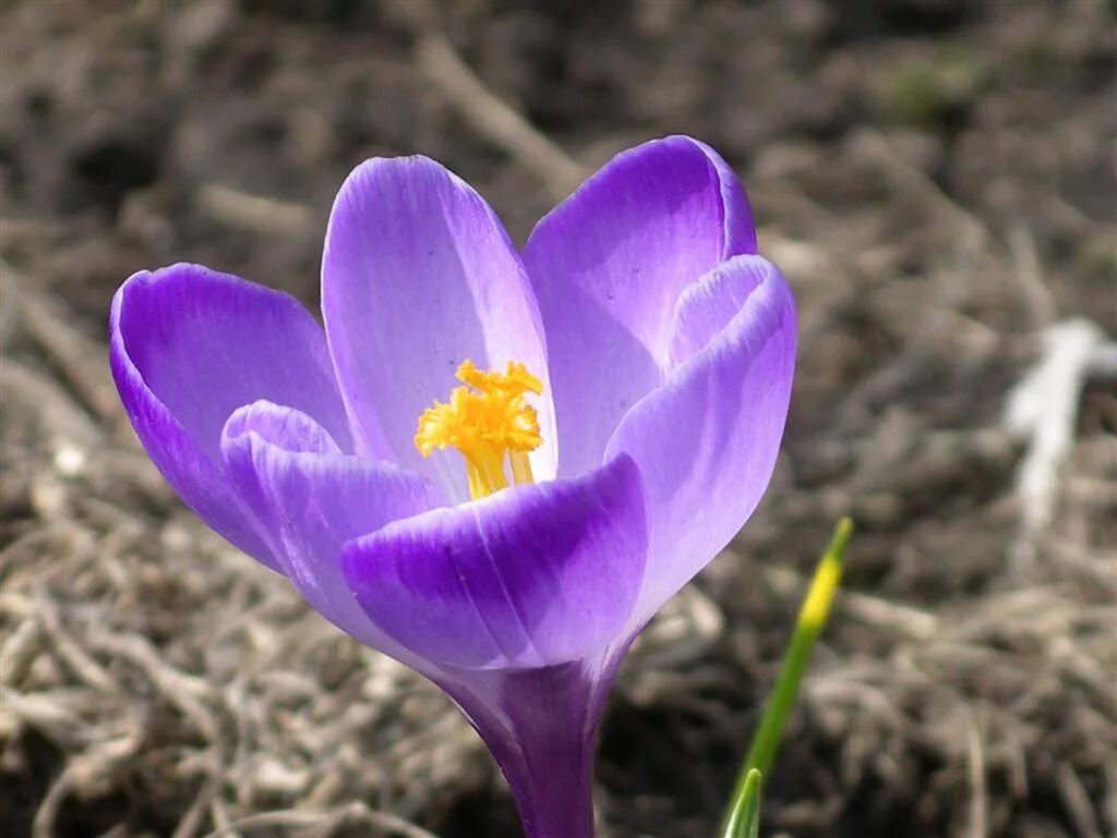 Крокус этимология. Crocus biflorus. Шафран фиолетовый. Крокусы на ВДНХ. Крокус на языке цветов.