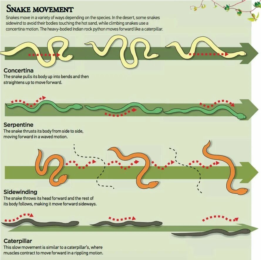 Скорость движения змей. Схема движения змеи. Схема передвижения змеи. Способы передвижения змей. Движение змеи по кадрово.
