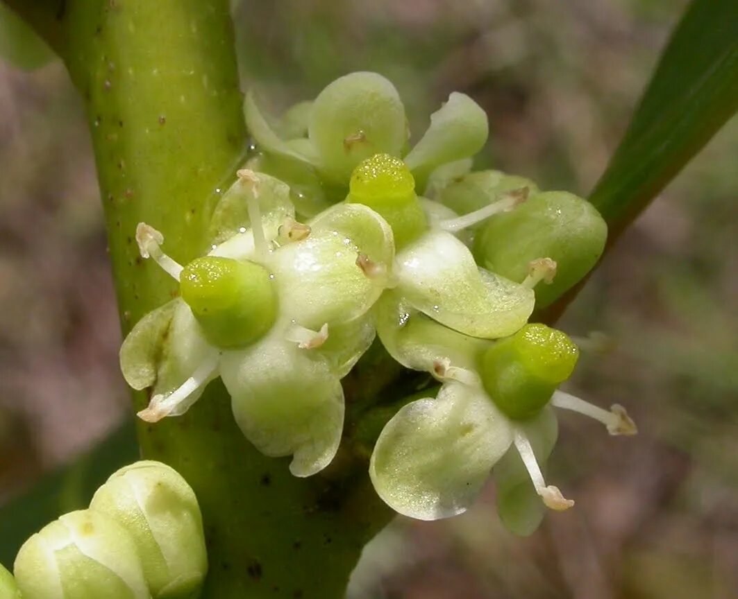 Падуб Парагвайский Ilex paraguariensis. Падуба парагвайского матэ. Мате (Ilex paraguariensis, Aquifoliaceae). Чайное дерево Ilex paraguariensis. Rothia mucilaginosa