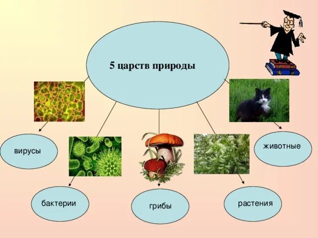 Схема царства живой природы 5 класс биология. Царство растений животных грибов бактерий вирусов. Царство животных растений грибов и бактерий 3 класс. Царство живой природы бактерии грибы растения. Количество царств живой природы