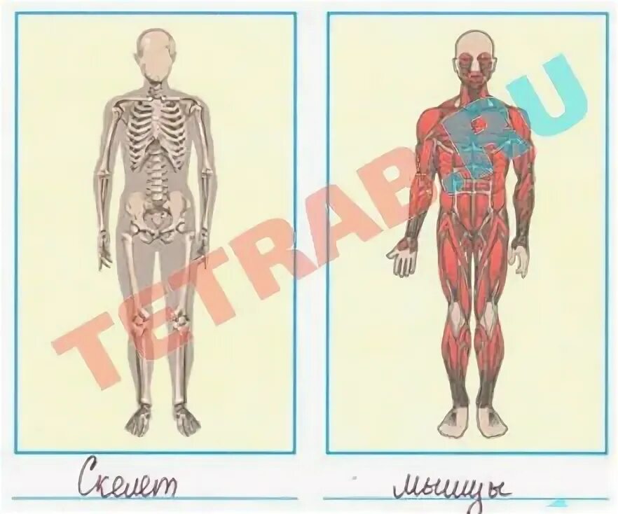 Тест 3 класс опора тела. Тест 3 класс опора тела