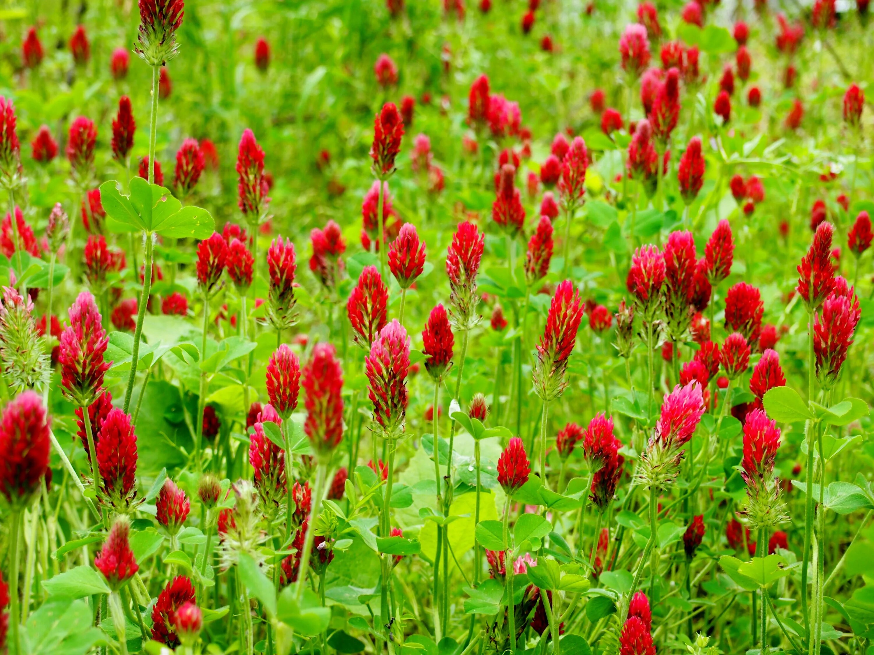 Дикий цветок на русском. Trifolium Rubens. Клевер дикий красный Луговой. Клевер красный (Trifolium Rubens). Клевер полевой Пашенный.