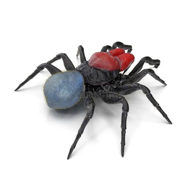 Паук мышь. Мышиный паук missulena. мышиный паук (mouse spider, missulena). missulena. мышка логотип паук spider mouse.