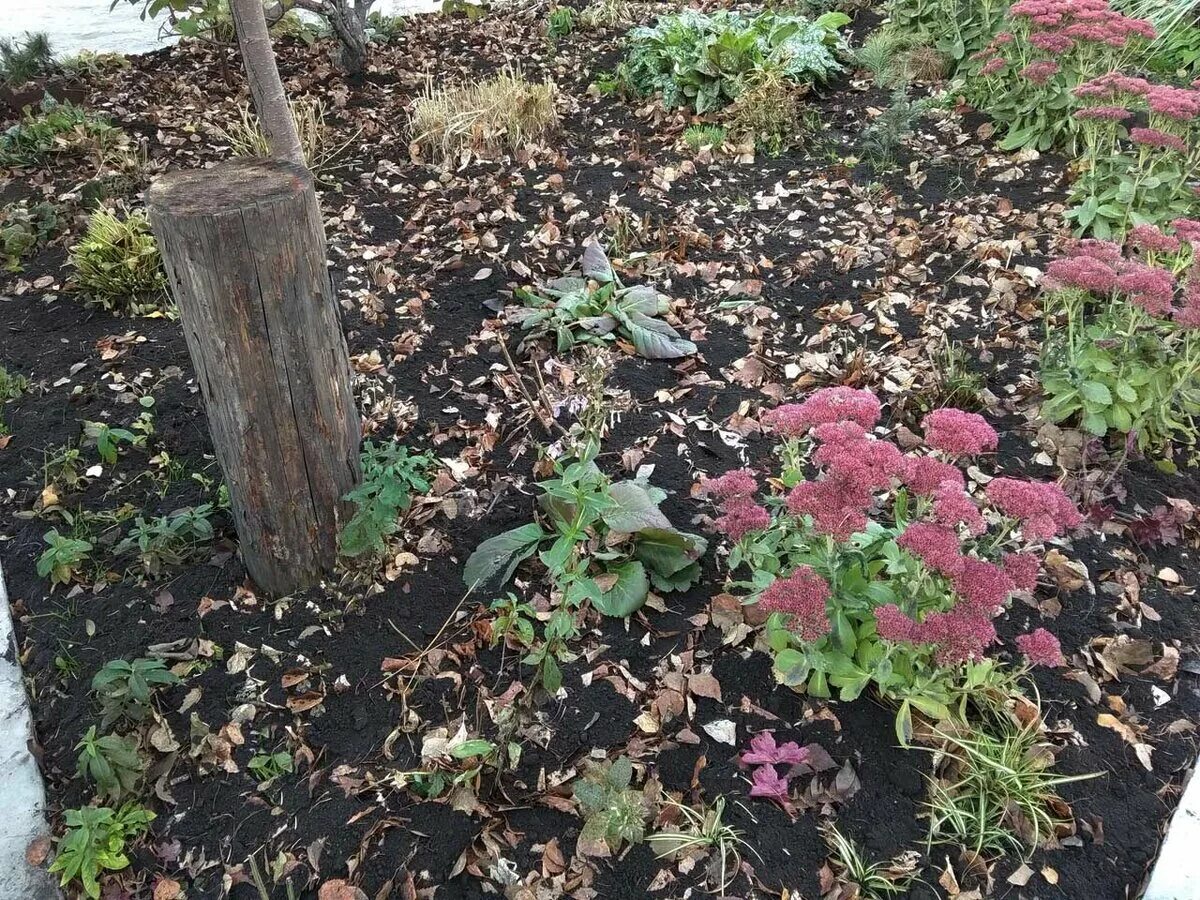 Какая почва флоксам. Клумба на кислой почве. Многолетние цветы для кислых почв на даче. Чем мульчировать Флоксы. Какую почву любят Флоксы кислую.
