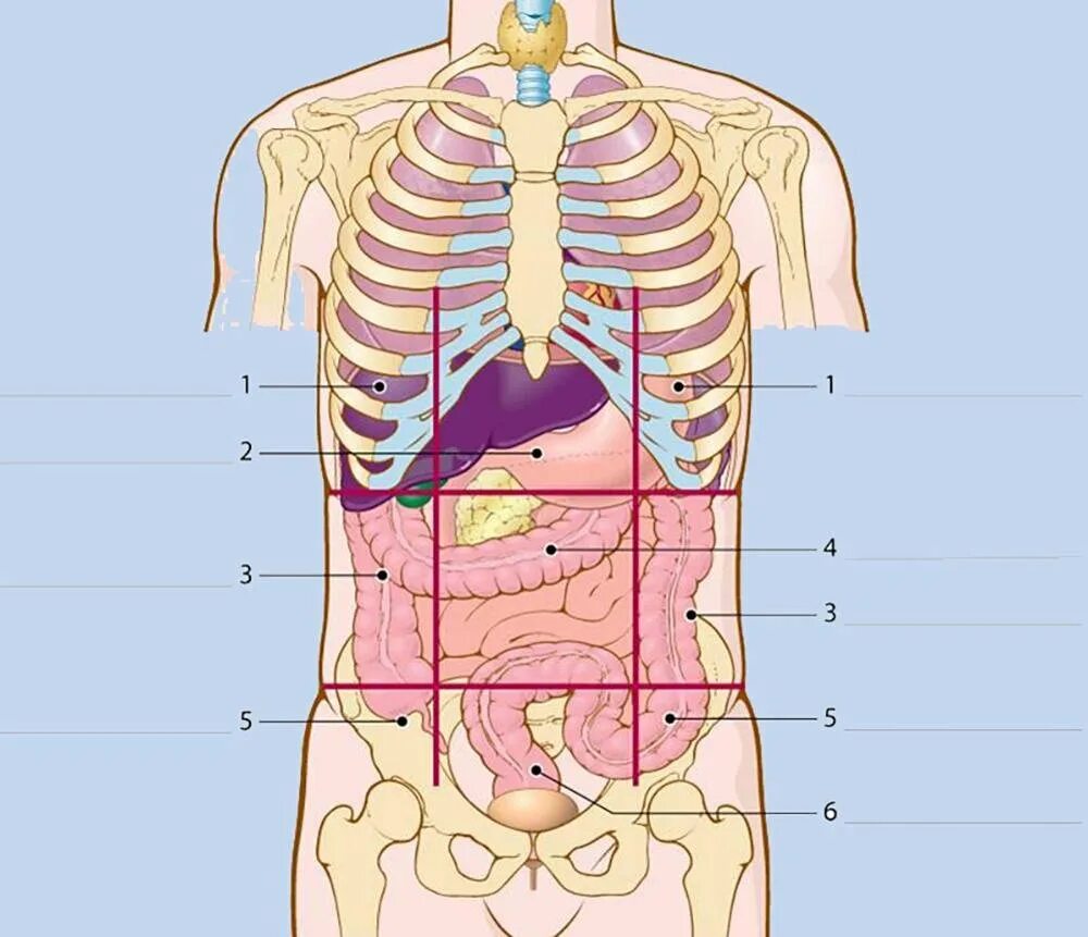 Внутренние органы. Внутренние органы человека. Расположение органов у человека. Человеческие органы расположение.