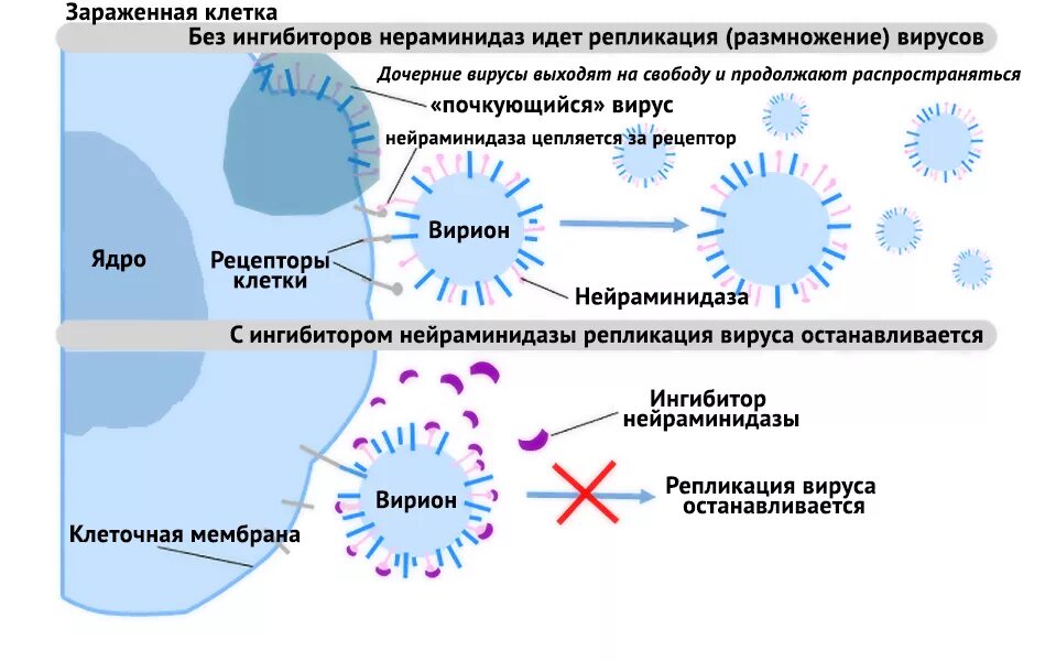 Действие вируса гриппа. Схема противовирусных препаратов и механизм действия. Действие противовирусных препаратов схема. Механизм действия нейраминидазы. Механизм действия противовирусных препаратов.