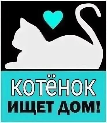 Найти котовых