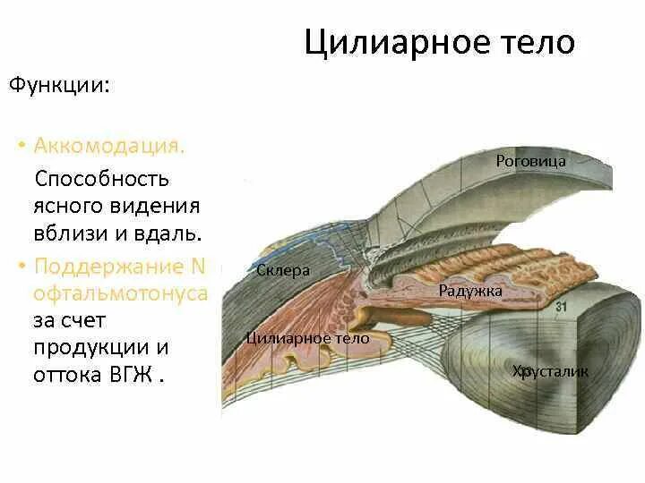 Ресничная мышца глаза функции. Строение и функции цилиарного тела. Строение глаза анатомия ресничное тело. Анатомия цилиарного тела глаза. Ресничное тело строение и функции.